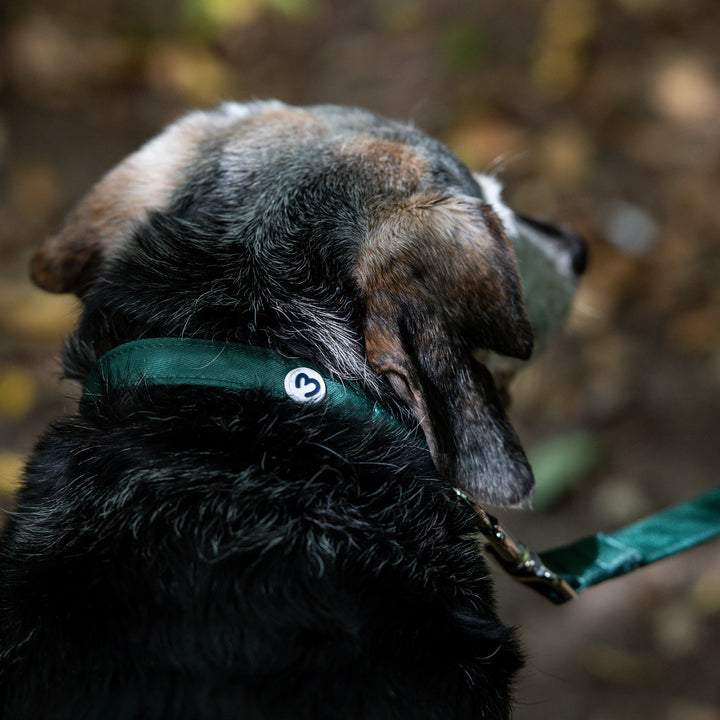 Millbry Hill Dog Collar & Lead Set