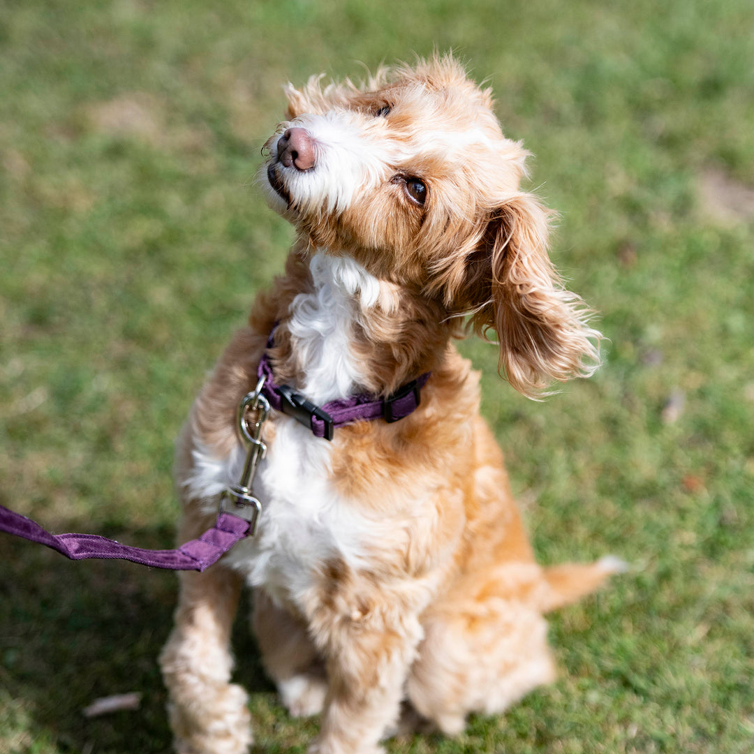 Millbry Hill Dog Collar & Lead Set