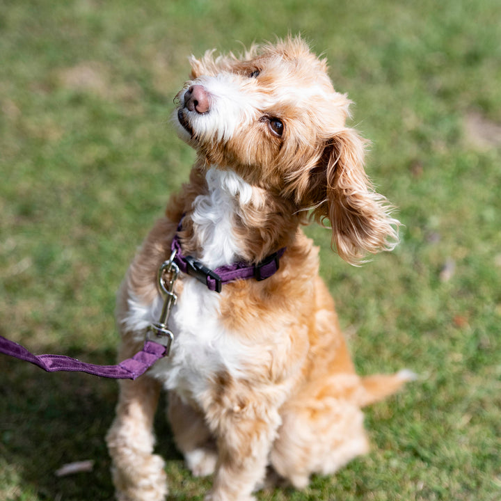 Millbry Hill Dog Collar & Lead Set
