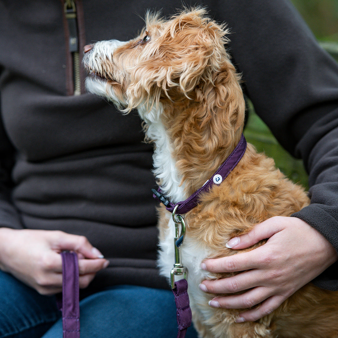 Millbry Hill Dog Collar & Lead Set