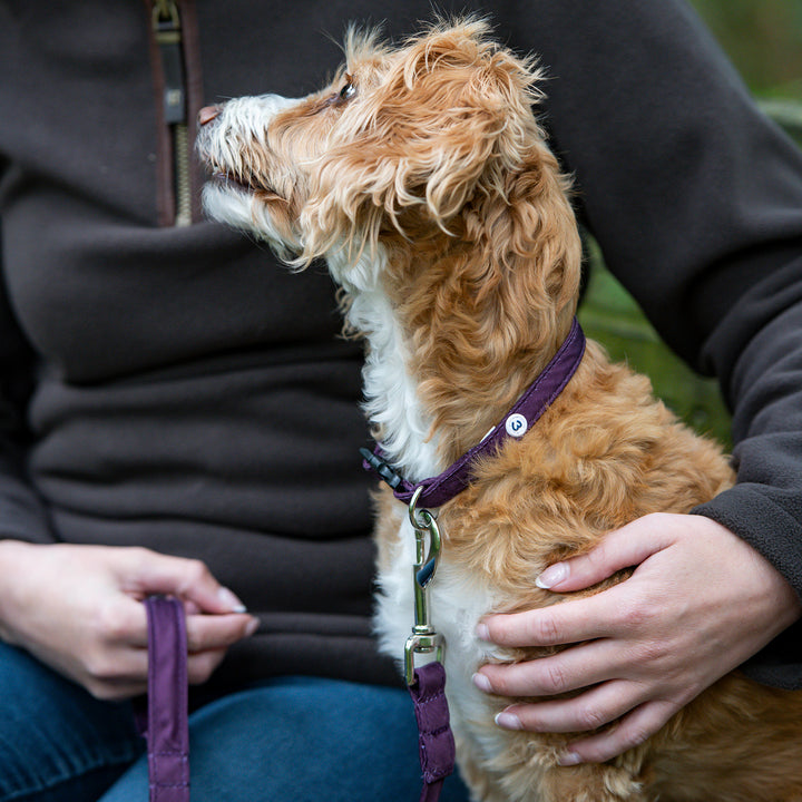 Millbry Hill Dog Collar & Lead Set