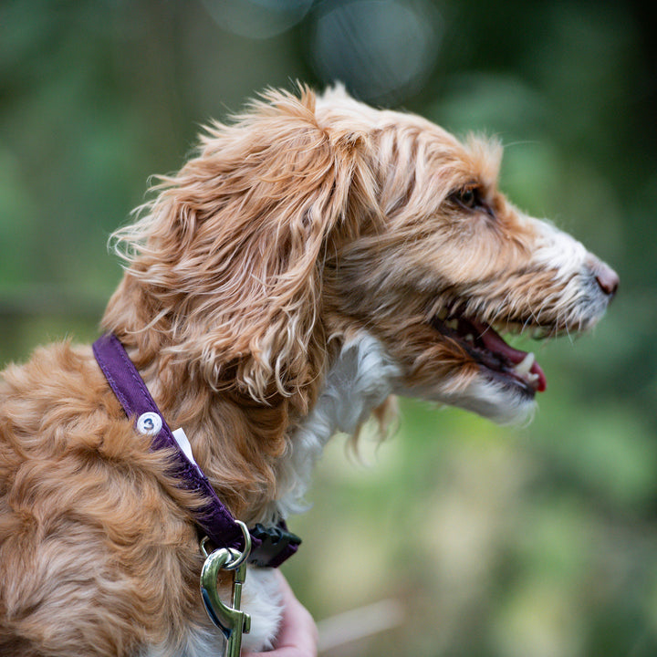 Millbry Hill Dog Collar & Lead Set