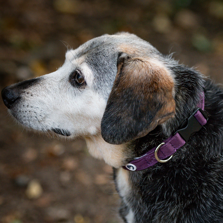 Millbry Hill Dog Collar & Lead Set