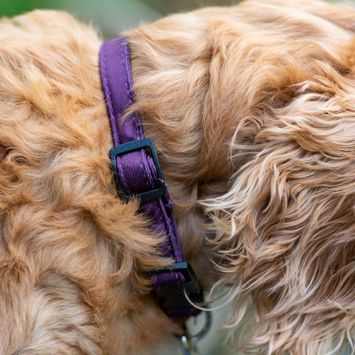 Millbry Hill Dog Collar & Lead Set