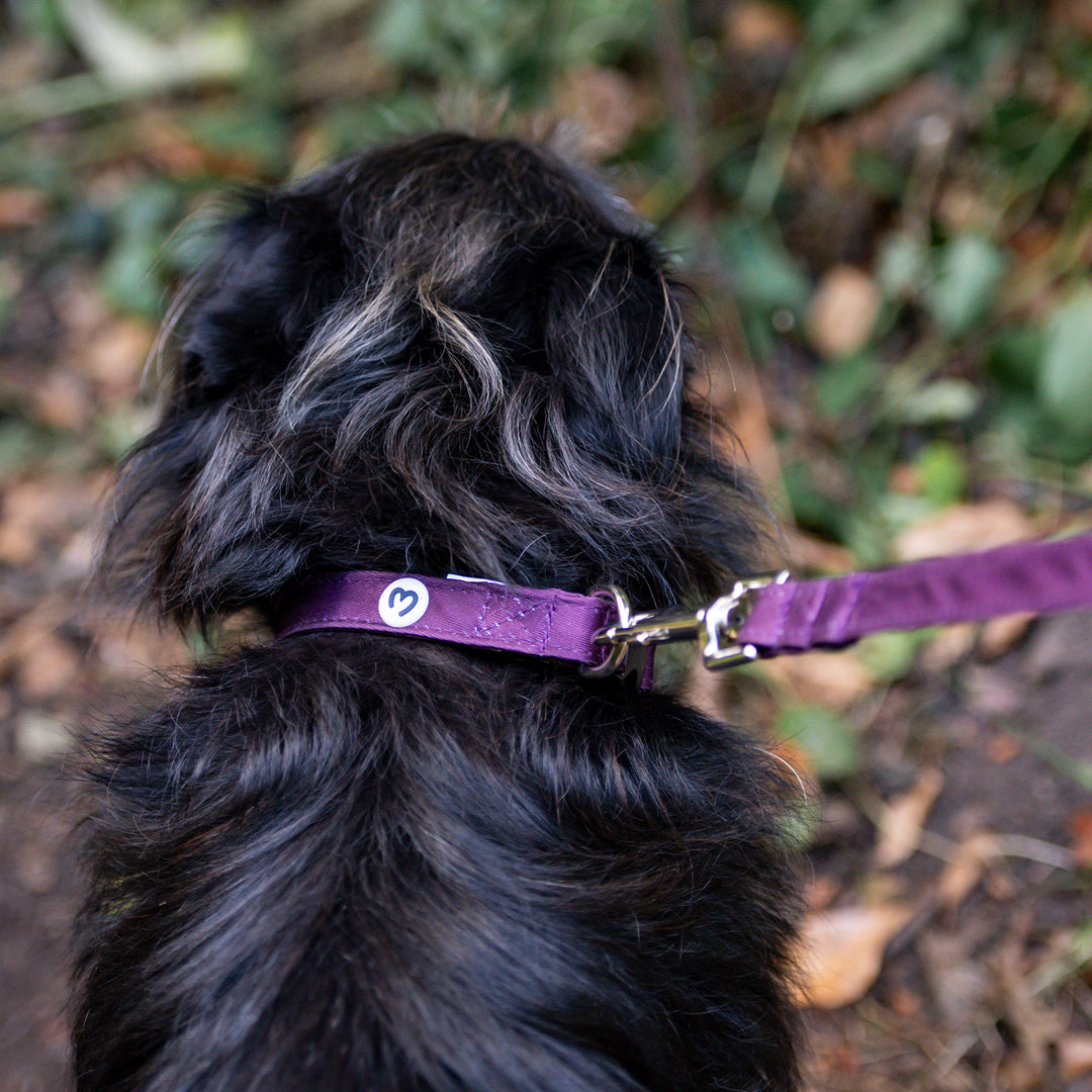 Millbry Hill Dog Collar & Lead Set