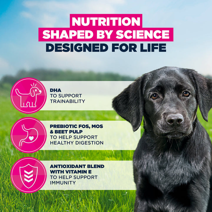Eukanuba Growing Puppy Large Breed Chicken