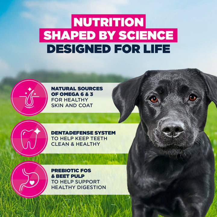 Eukanuba Active Adult Large Breed Chicken
