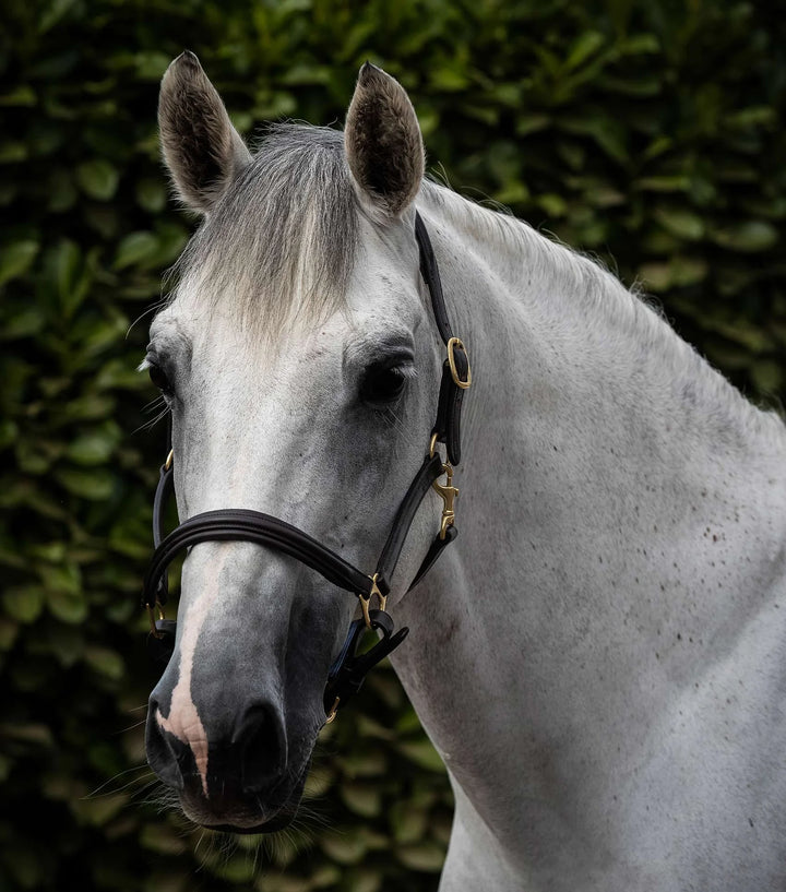 The Premier Equine Padded Leather Headcollar in Black#Black