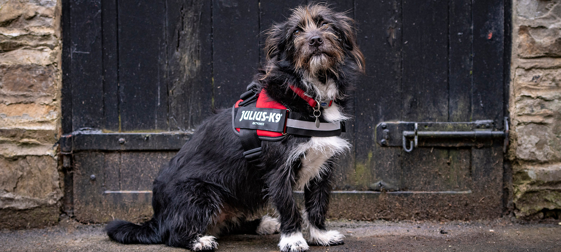 Dog wearing Julius-K9 harness