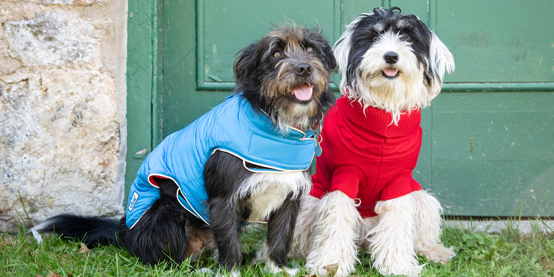 Two dogs in coats and jumpers