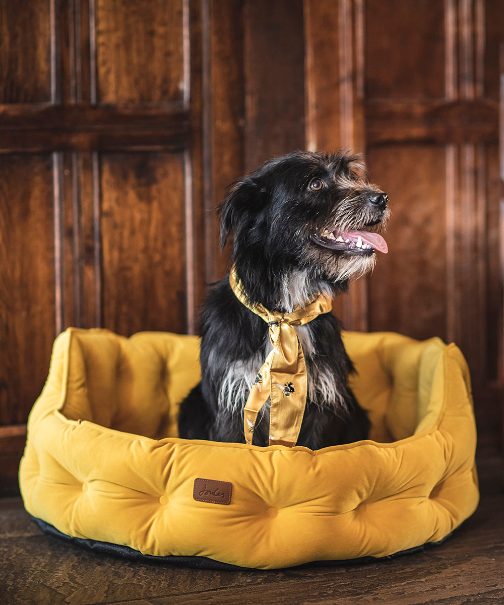 Dog in Joules gold bed