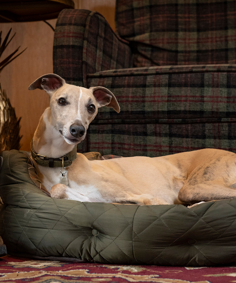 Dog lying in a dog bed