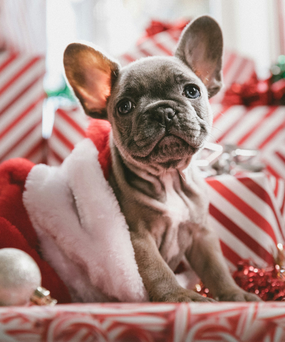 Puppy with Christmas presents