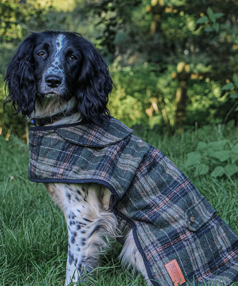 Dog wearing an Ancol check coat