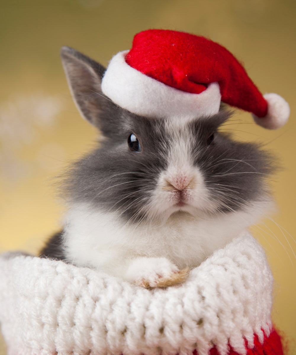 Baby rabbit in a stocking