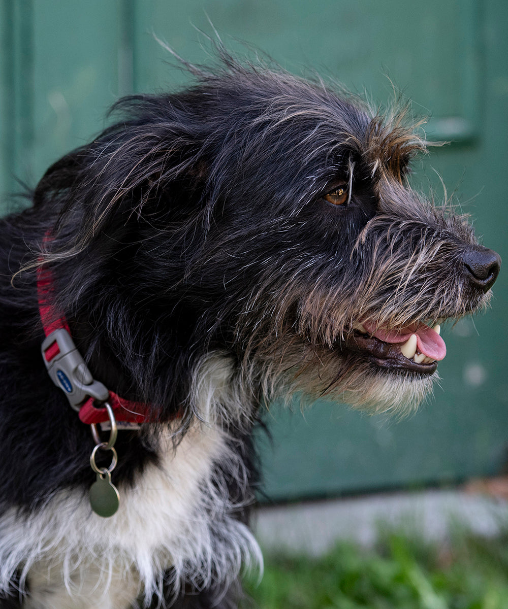 Dog wearing an Ancol collar