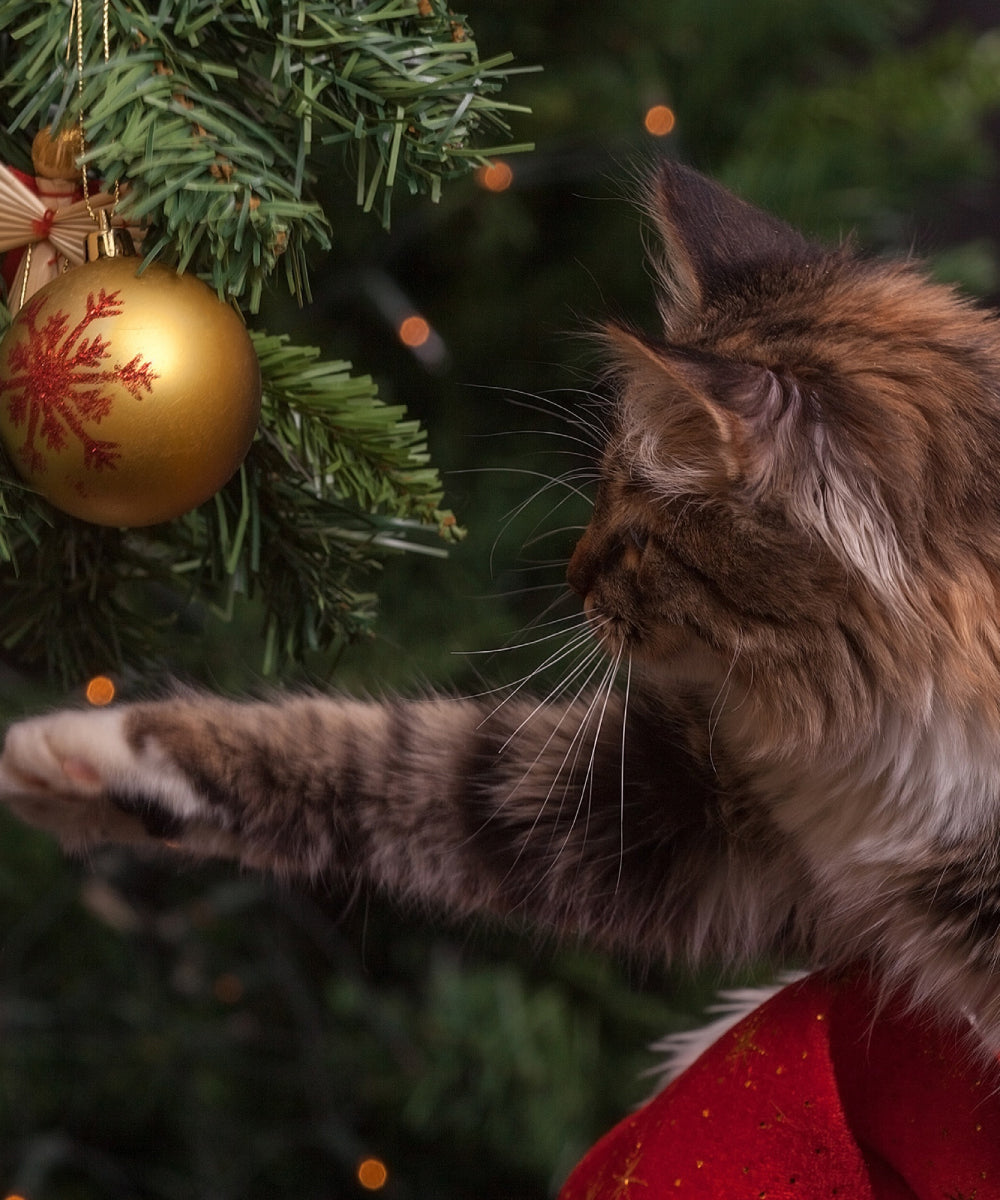 Cat at Christmas Tree