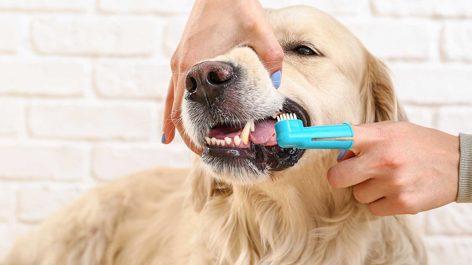 A dog having it's teeth brushed with a finger toothbrush