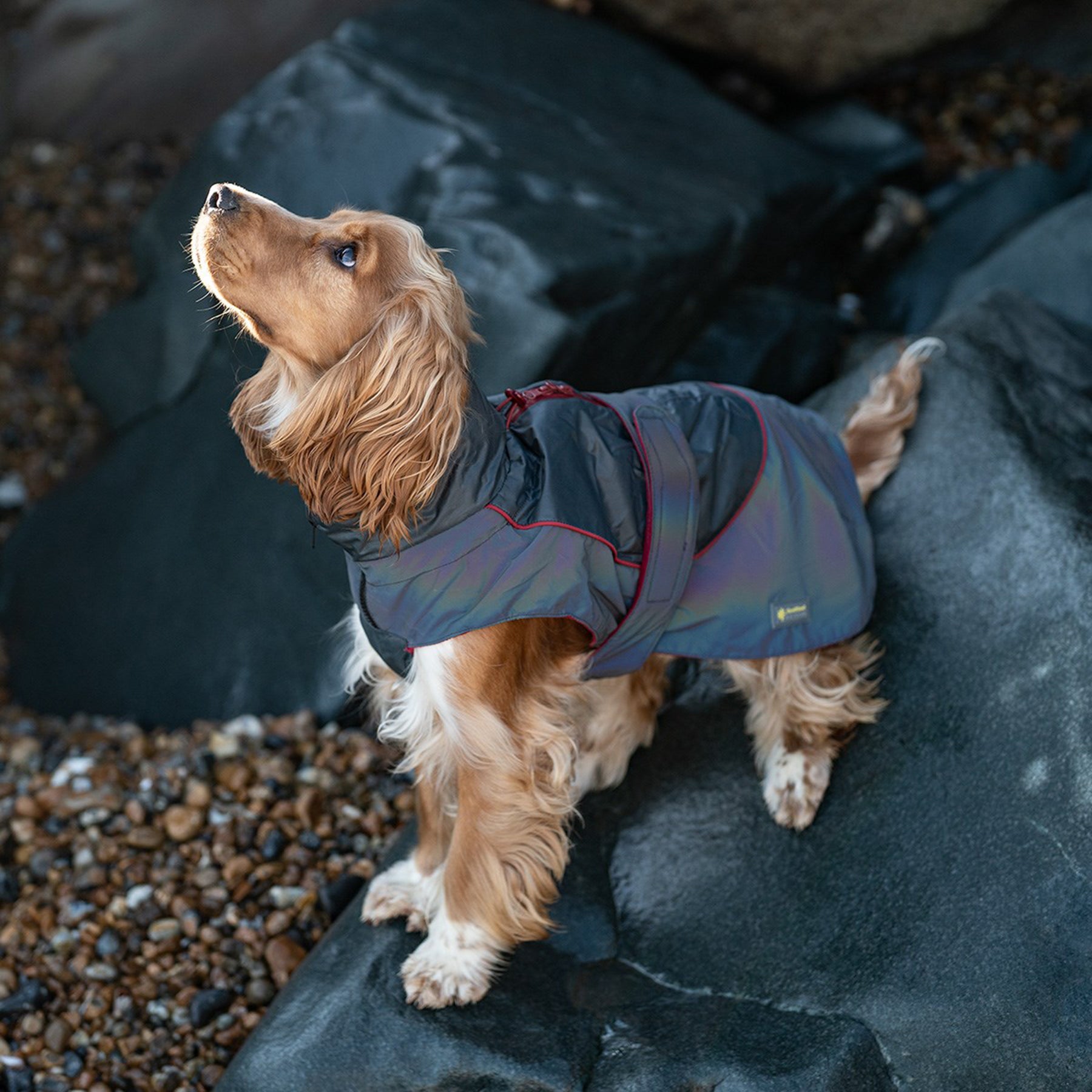 Dog in a coat sat on a rock