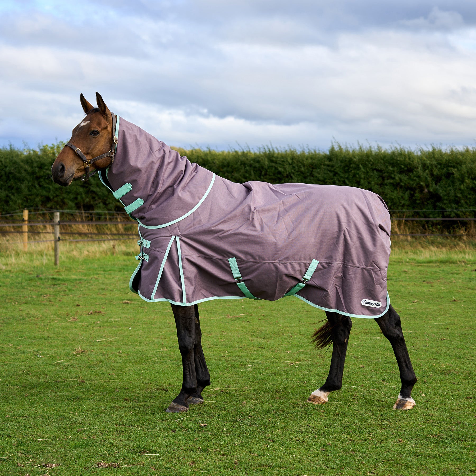 Horse wearing Millbry Hill rug