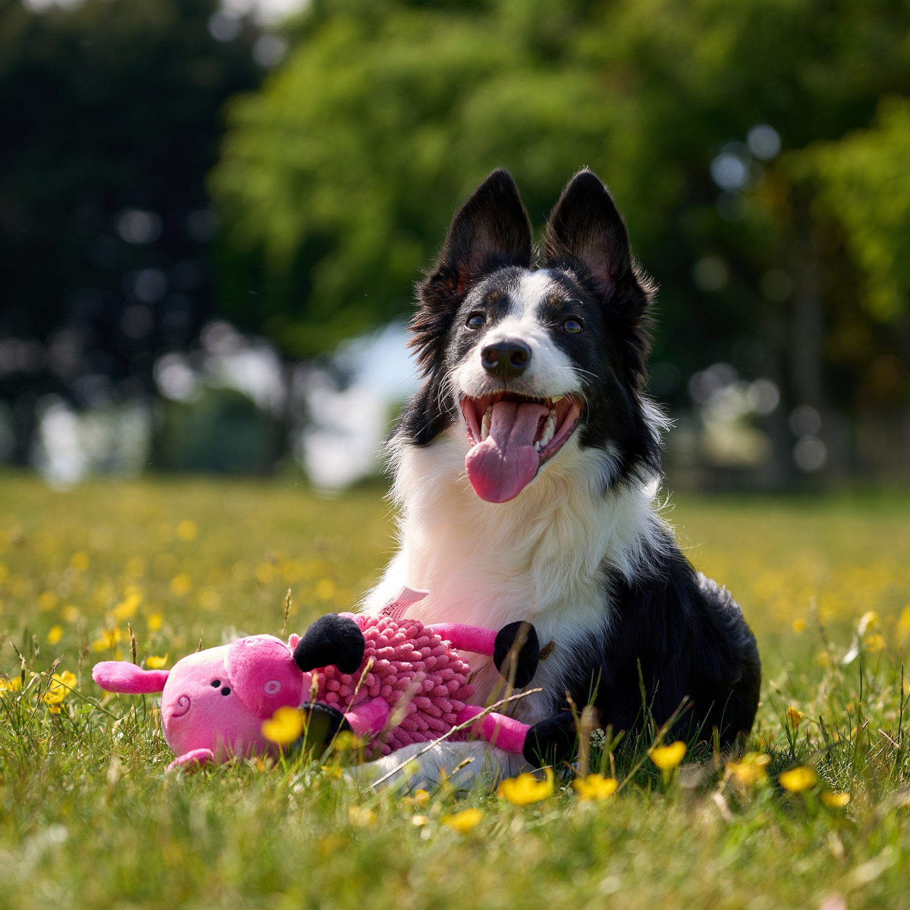 Dog lying in a field with a toy
