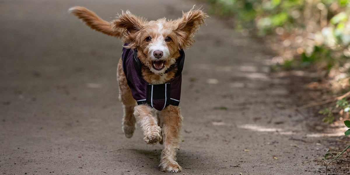 Dog running wear a Millbry Hill dog coat