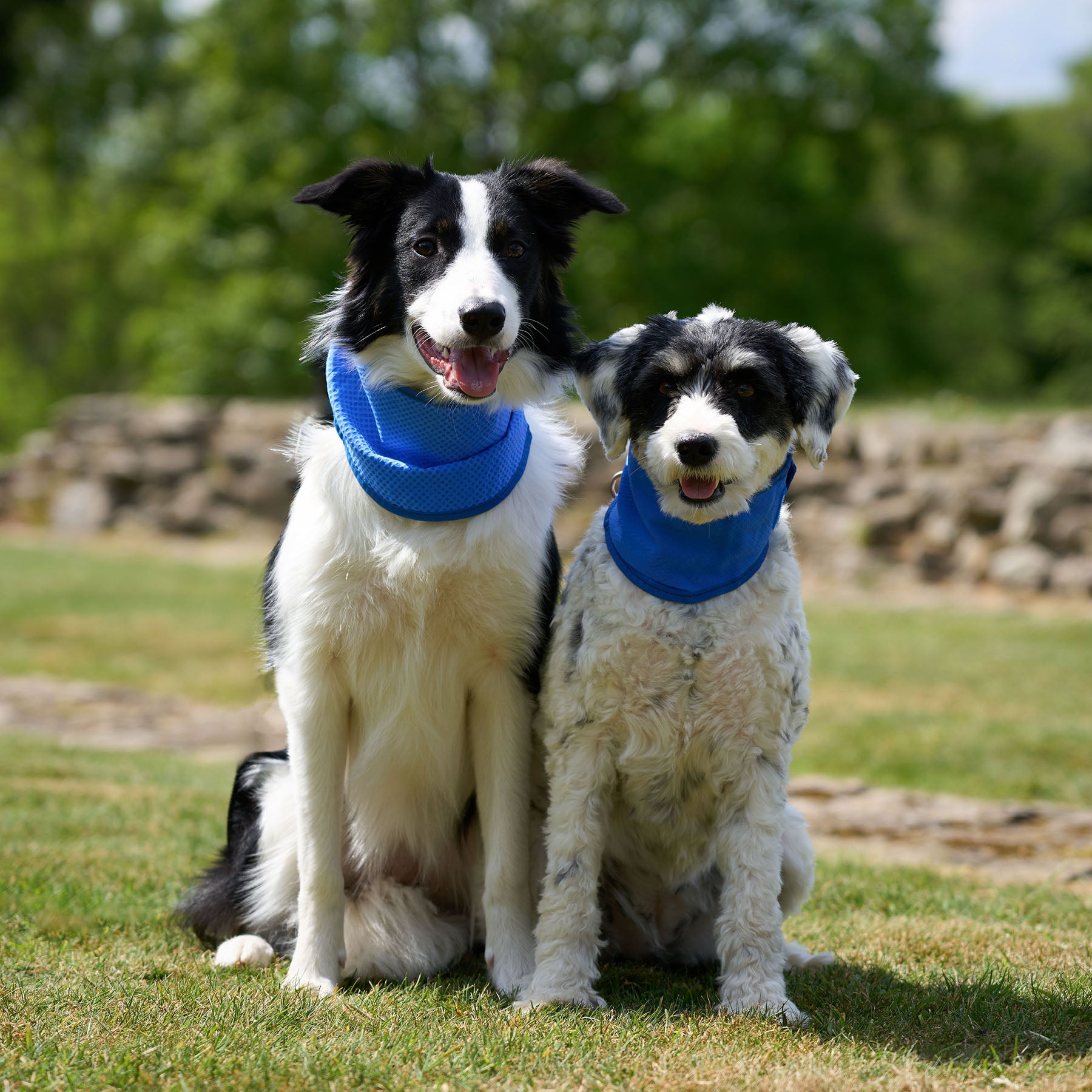 Two dogs sat in a field wearing cooling bandanas