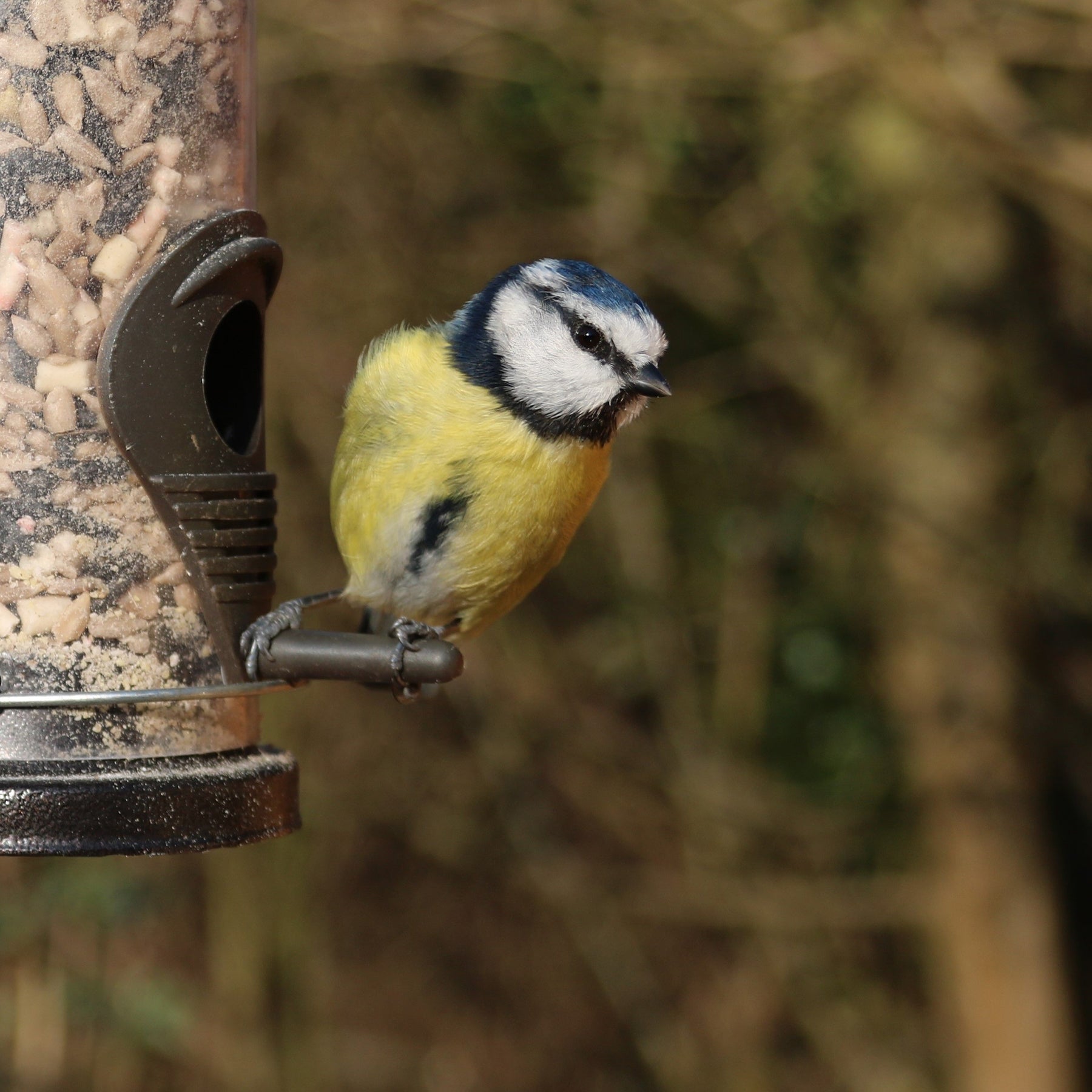 Blue Tit bird on a bird feeder