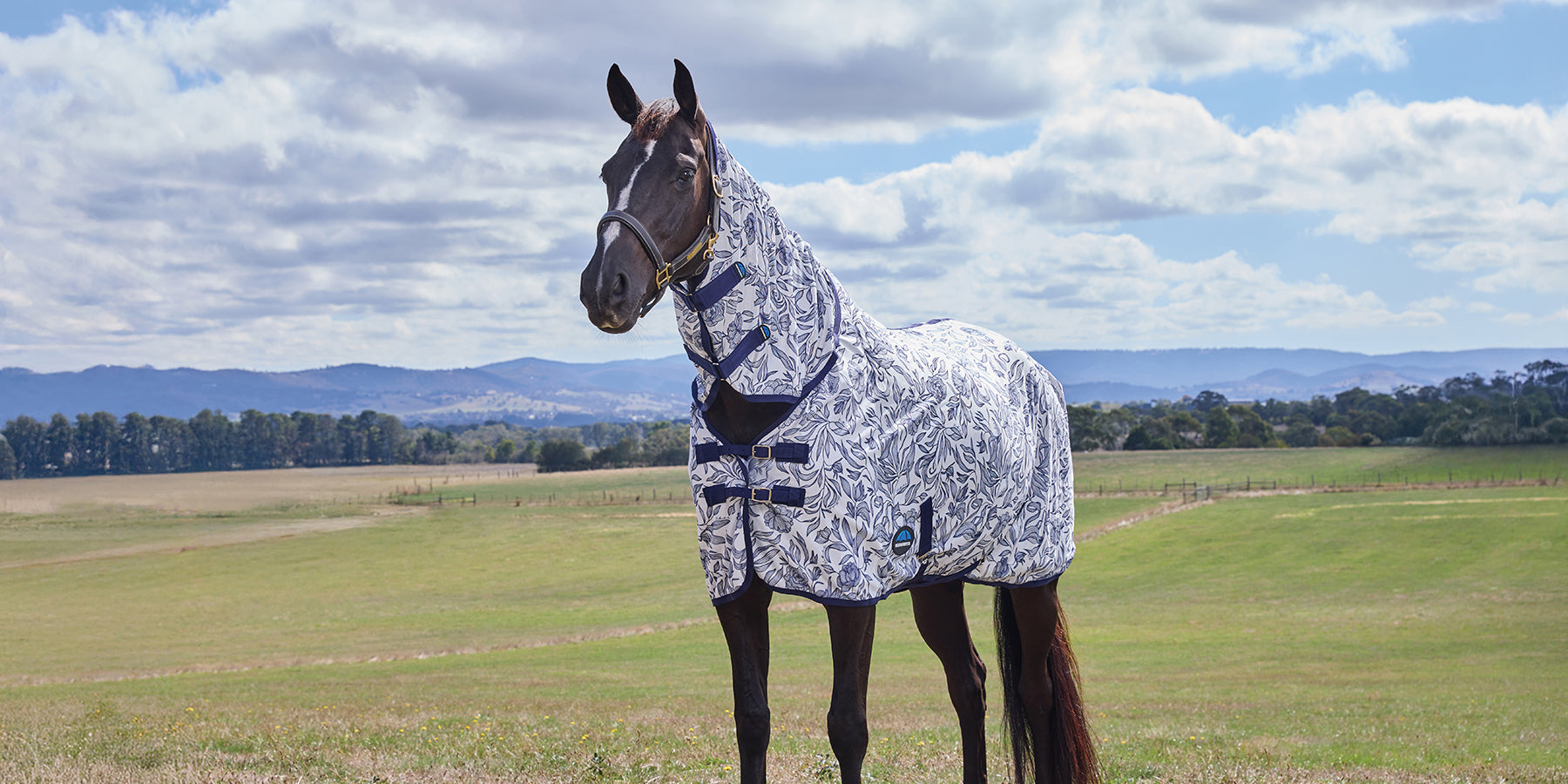Horse in a field wearing the new Limited Edition Weatherbeeta fly sheet