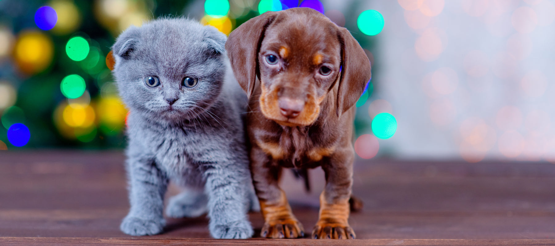 Kitten and Puppy at Christmas