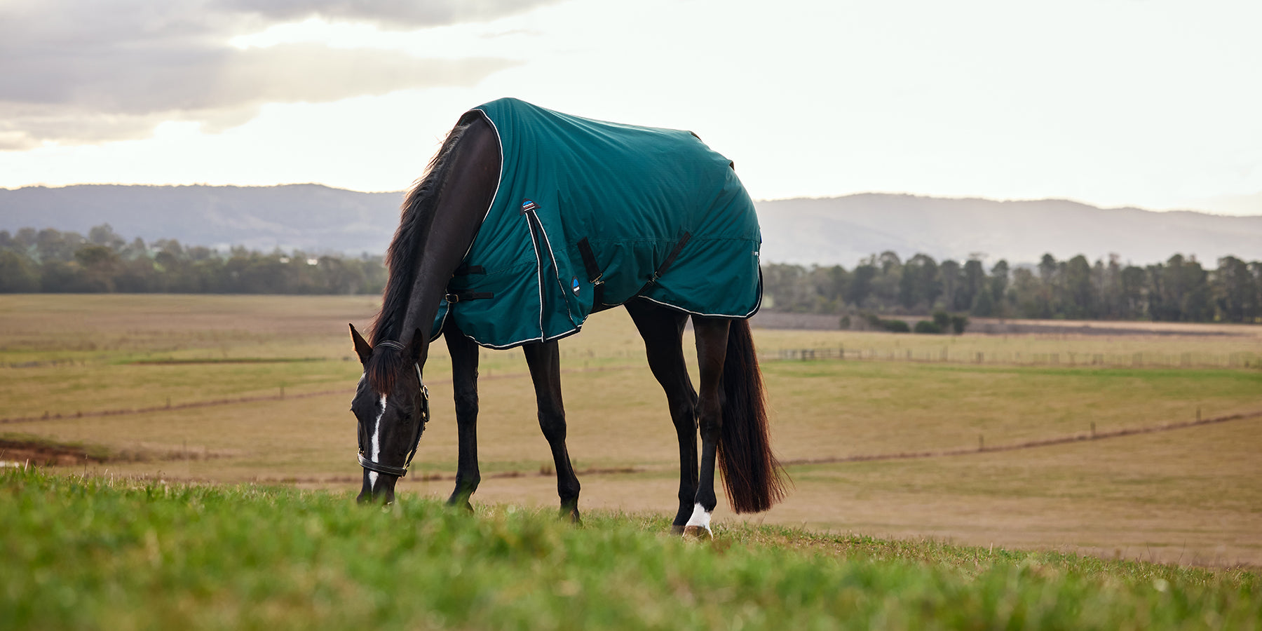 Horse wearing the Weatherbeeta ComFiTec Classic Standard Turnout