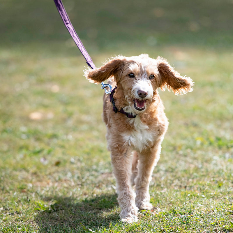Dog being walked with new Millbry Hill collar and lead set
