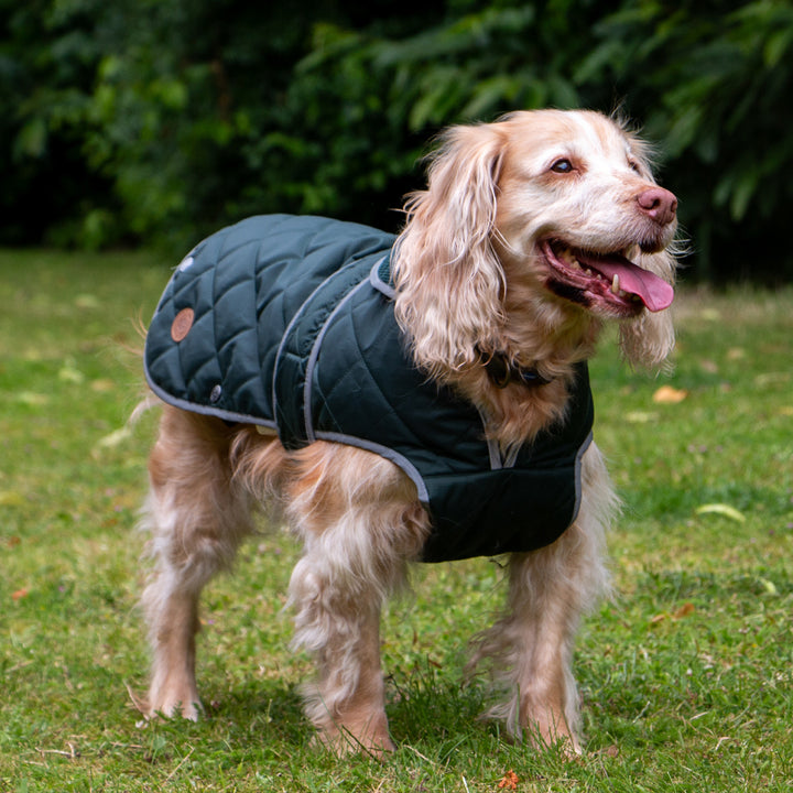 Ancol Heritage Quilt Dog Coat