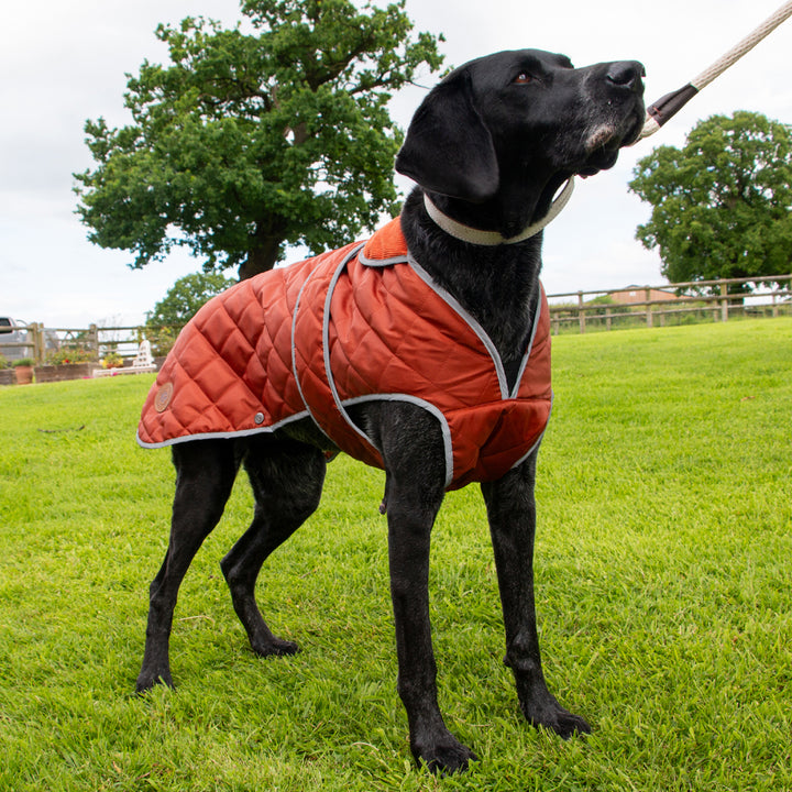 Ancol Heritage Quilt Dog Coat