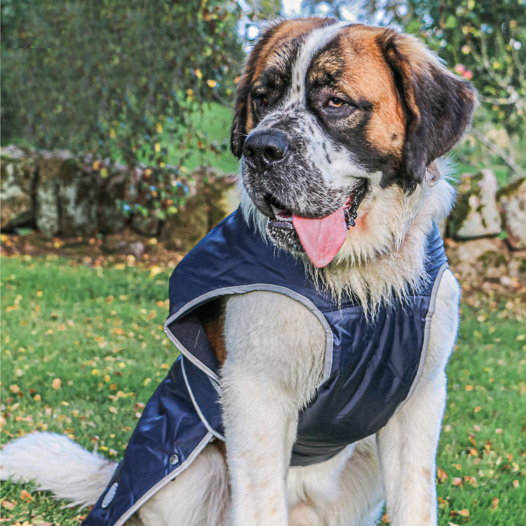 The Ancol Stormguard Dog Coat in Navy#Navy