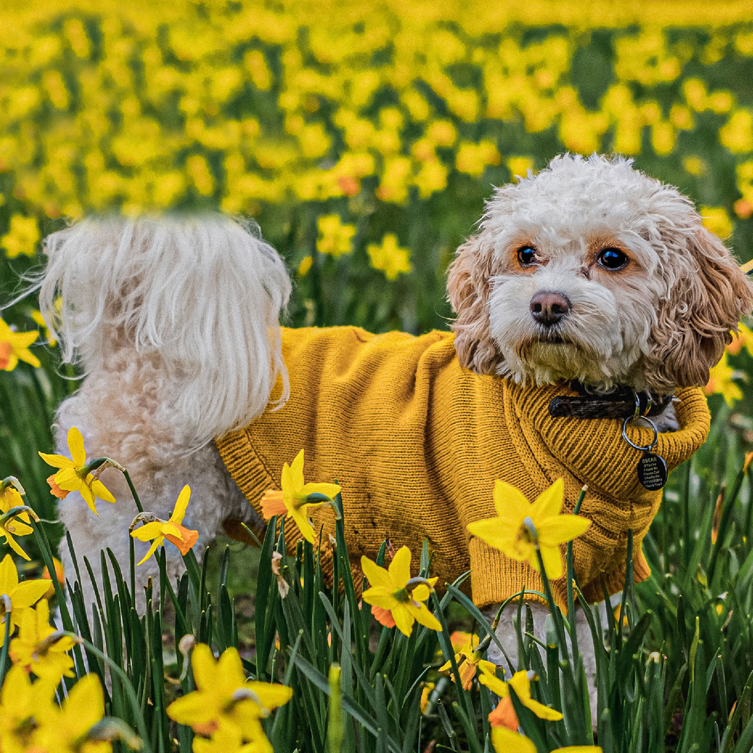 Ancol Cable Knit Dog Jumper#Mustard