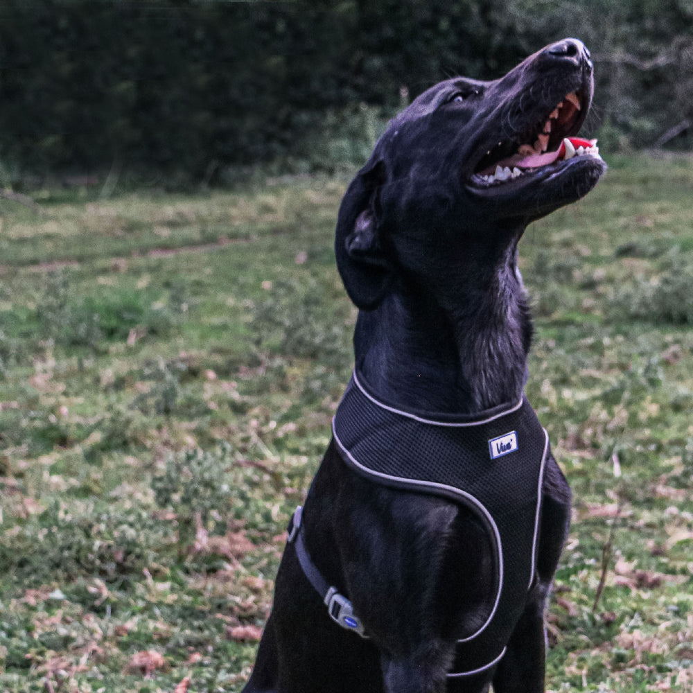 The Ancol Comfort Mesh Dog Harness in Black#Black