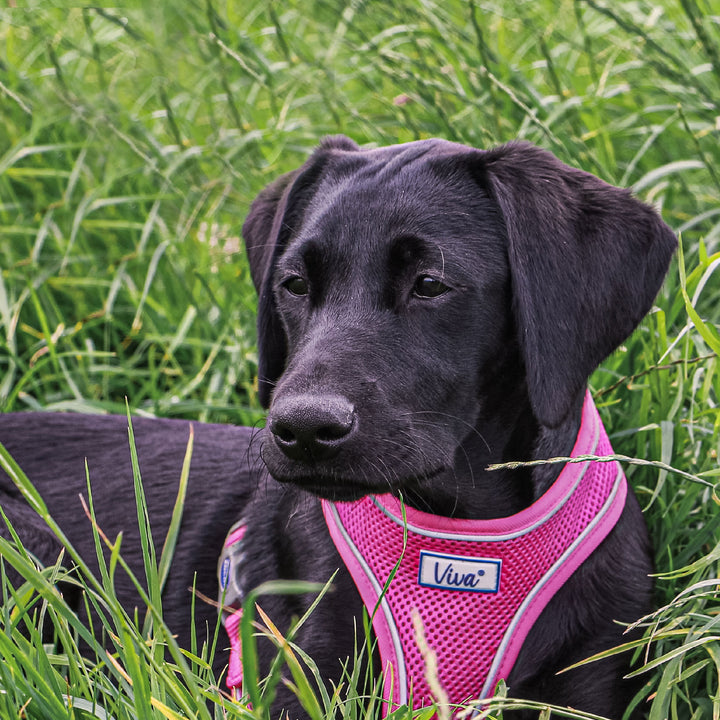 The Ancol Comfort Mesh Dog Harness in Pink#Pink