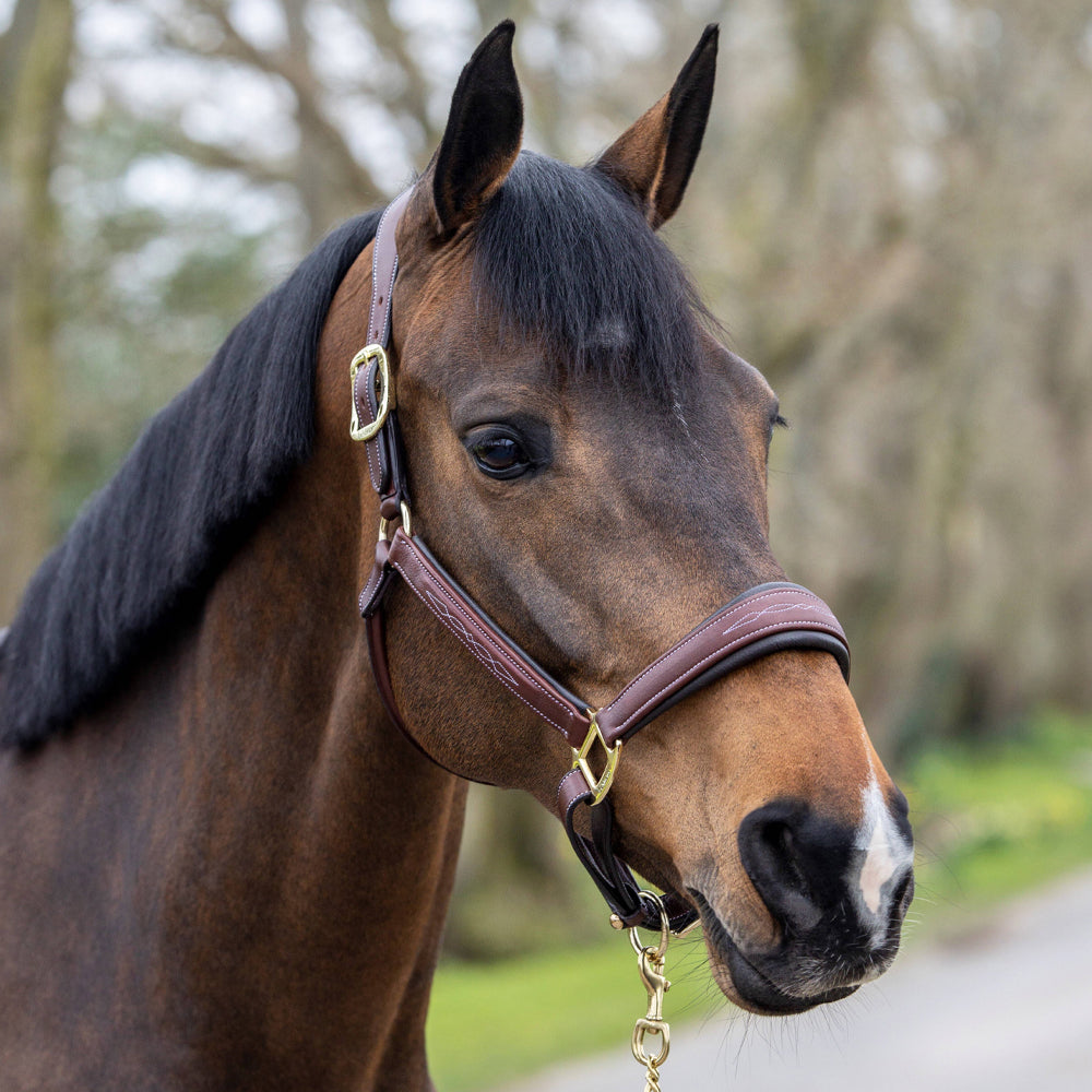 LeMieux Stitched Hunter Headcollar