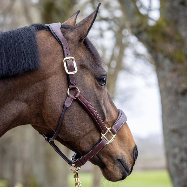 LeMieux Stitched Hunter Headcollar