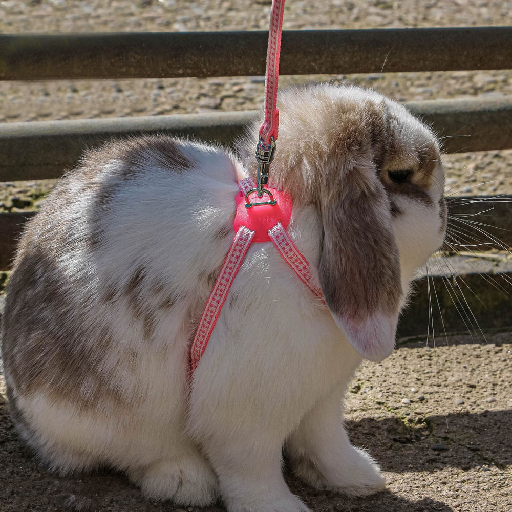 Ancol Small Pet Harness & Lead Pink