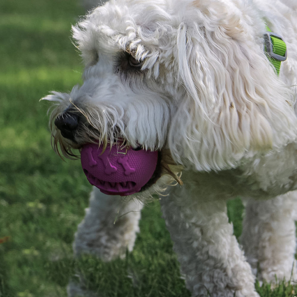 Ancol Viva Treat Ball Dog Toy