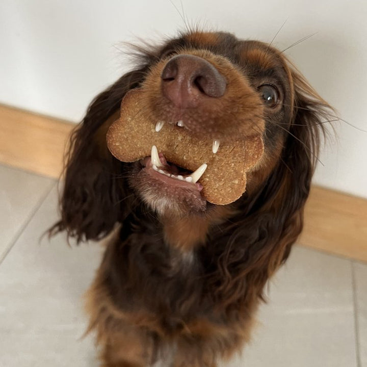 Dog & Bond Dog Treat Mix with Bone-Shaped Cookie Cutter: Cinnamon Apple & Peanut