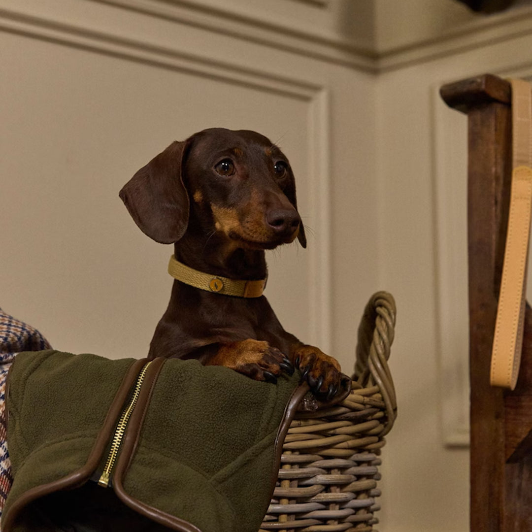 Joules Tan Dog Collar