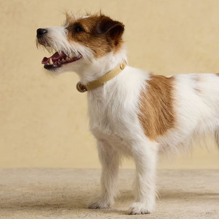 Joules Tan Dog Collar