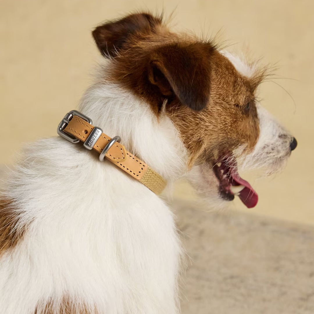 Joules Tan Dog Collar
