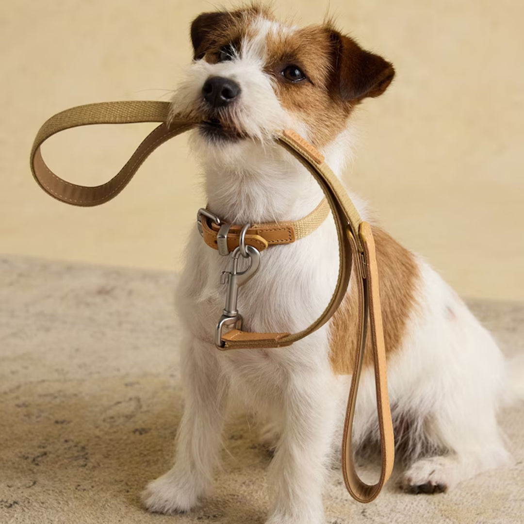Joules Tan Dog Lead