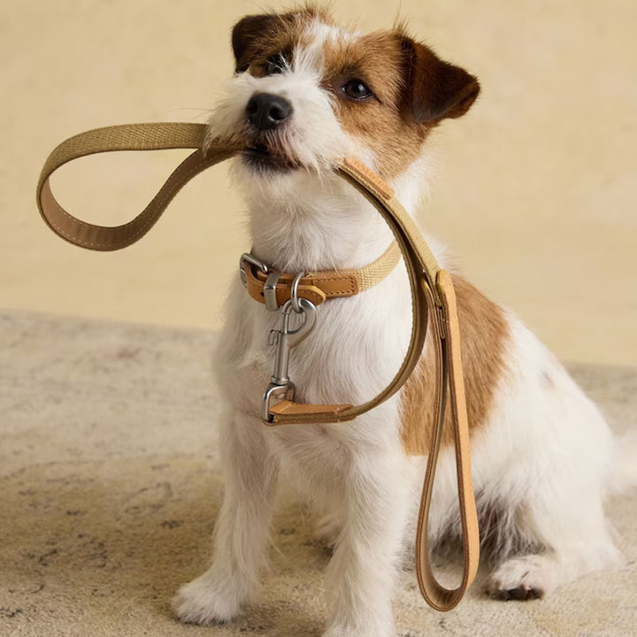 Joules Tan Dog Lead