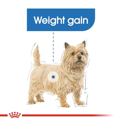Royal Canin Mini Light Weight Care Dog Food