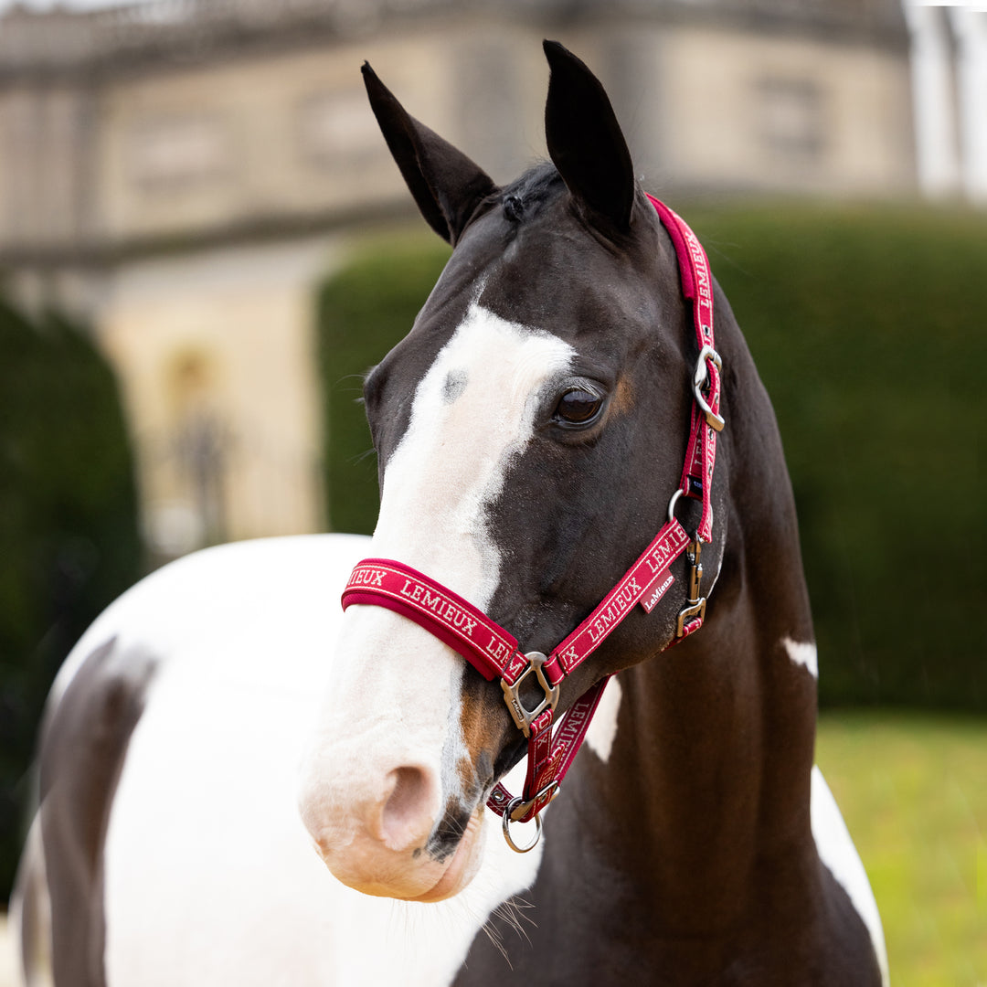 LeMieux Logo Headcollar - Ember